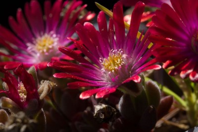 Delosperma, X 'Red Colours'.jpg