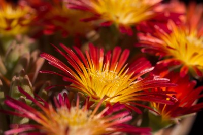 Delosperma 'Wheels of Wonder - Fire Wonder' 2.jpg