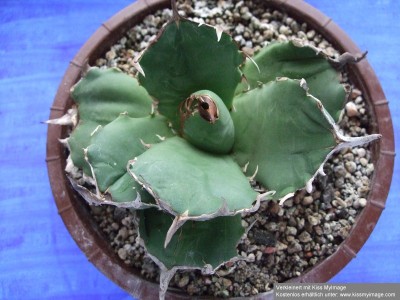 Agave titanota Aufsicht_klein.jpg