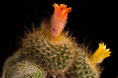 Parodia chrysacanthion X rot blühend.jpg