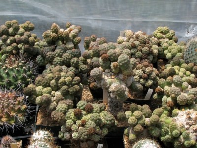 IMG_2013.jpeg (159.68 KiB) 16228 mal betrachtet Puna bonnieae