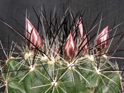 Thelocactus garciae