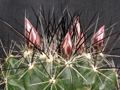 IMG_6497.jpeg (146.84 KiB) 16505 mal betrachtet Thelocactus garciae