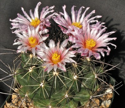 IMG_6532.jpeg (140.27 KiB) 16505 mal betrachtet Thelocactus garciae