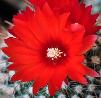 parodia (2).JPG
