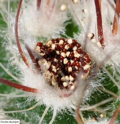 Parodia (4).JPG