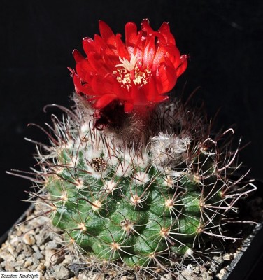 Parodia (3).JPG