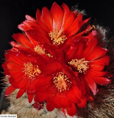 Parodia (2).JPG