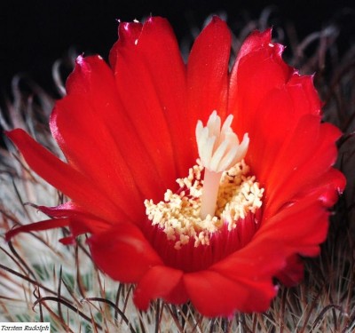 parodia (4).JPG