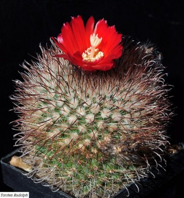 parodia (5).JPG