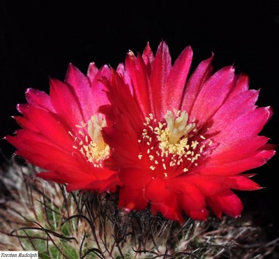 parodia (3).JPG