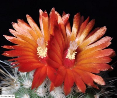 Parodia 22-07.1015 140.JPG