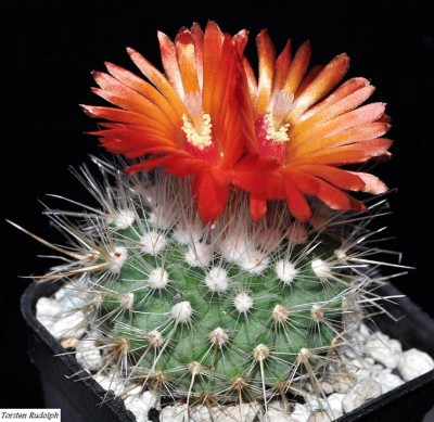 Parodia 22-07.1015 113.JPG