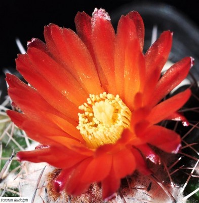 Parodia (2).JPG