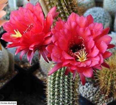 trichocereus (2).JPG