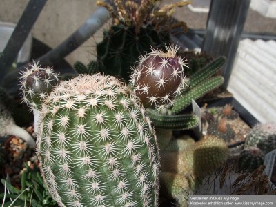 Echinocereus ctenoides_klein.jpg
