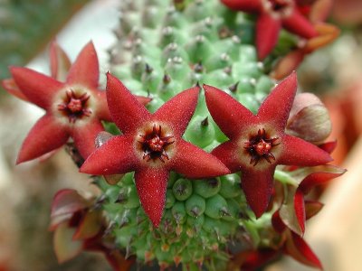 Hoodia pedicellata 1.jpg