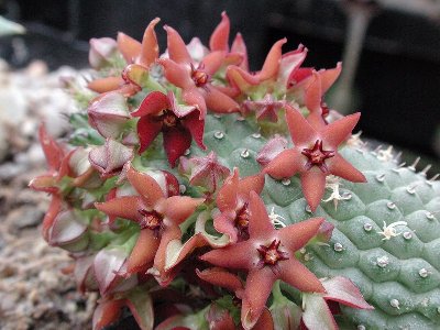 Hoodia pedicellata NK 16 km E Hentjiesbay 2.JPG