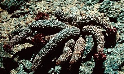Hoodia pedicellata Swakopmund Namibia 4 HT.jpg