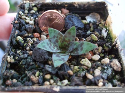 Lachenalia pusilla_klein.jpg