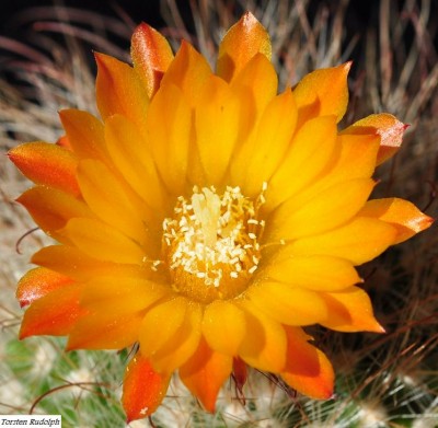 Parodia (8).JPG