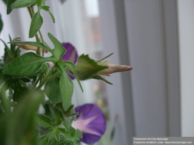 Ipomoea Knospe_klein.jpg