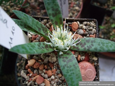Lachenalia pusilla Blüte _klein.jpg