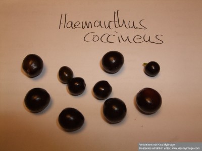 Haemanthus coccineus 1_klein.jpg