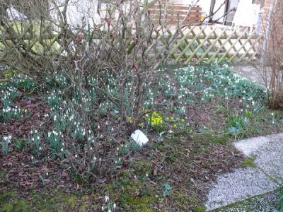 008 P1130946 Schneeglöckchen und Cyclamen im Frühjahr.jpg