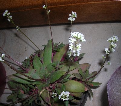 sukkulente rosette.jpg