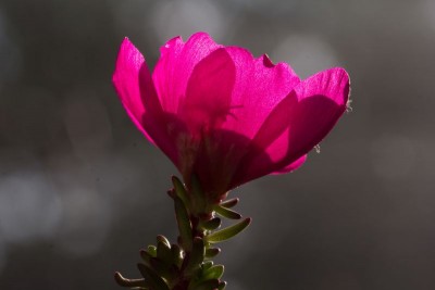 Portulaca gilliesii WB 6.jpg
