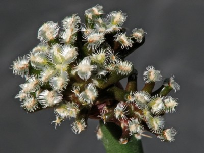 IMG_2445.jpeg (106.19 KiB) 18712 mal betrachtet Mamm. bertholdi