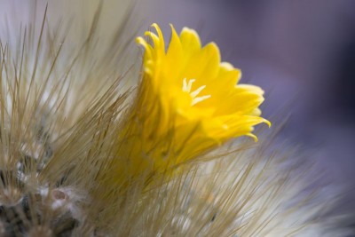 Parodia chrysacanthion WB20151115 145342.jpg