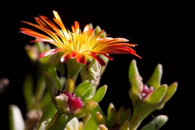 Delosperma 'Wheels of Wonder - Fire Wonder' 3.jpg