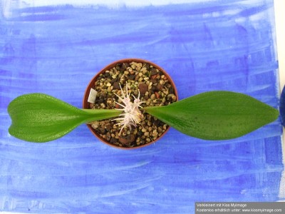 Massonia pustulata Gesamt_klein.jpg