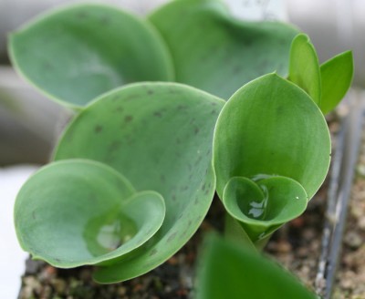 IMG_8226.JPG (72.4 KiB) 7140 mal betrachtet Massonia depressa Khamieskroon, Aussaat 2009