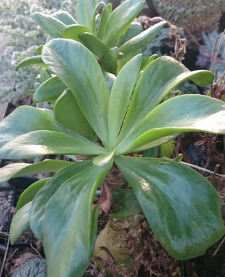 DSC_2636.JPG (119.42 KiB) 22169 mal betrachtet T. paniculatus