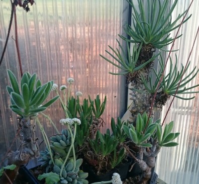 DSC_2640.JPG (130.31 KiB) 22059 mal betrachtet Tylecodon-Ecke, in der Mitte T. grandiflorus, rechts und links T. leucotrix und im Hintergrund T. cacalioides