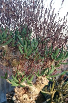 DSC_2648.JPG (229.28 KiB) 22059 mal betrachtet mein alter T. reticulatus