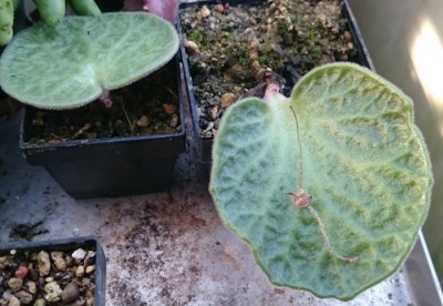 DSC_2661.JPG (90.51 KiB) 22169 mal betrachtet T. singularis