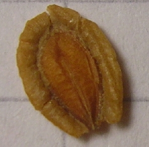 Huernia.transvaalensis.einzeln.jpg