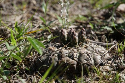 Gymnocalycium capillaense RB3005 - westl. Ascochinga, Cordoba 905m