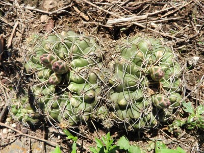 Gymnocalycium capillaense RB3005 - westl. Ascochinga, Cordoba 905m