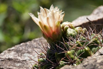 Gymnocalycium mostii RB3004 - westl. Ascochinga, Cordoba 858m