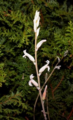 Haworthia 1998-15-4035-1; Xanthorrhoeaceae (2).jpg