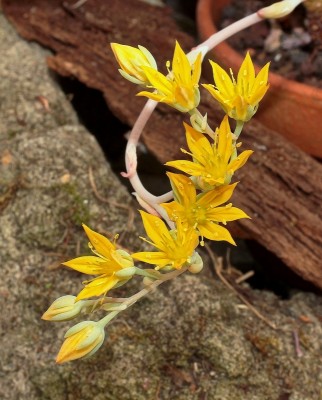 Sedeveria ´Hummelii´ 2009-76; Crassulaceae (3).jpg