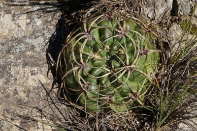 Gymnocalycium monvillei RB3017 - zwischen Ascochinga und La Cumbre, Cordoba 1593m