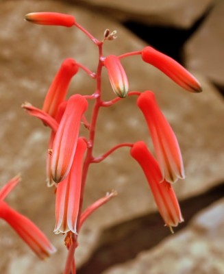 Aloe rauhii 1995-14-4027-1; Xanthorrhoeaceae (5).jpg