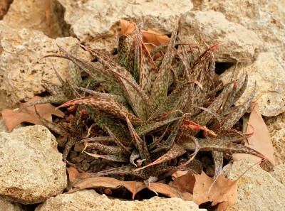 Aloe rauhii 1995-14-4027-1; Xanthorrhoeaceae (4).jpg
