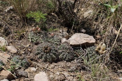 Gymnocalycium valnicekianum RB3028 - Capilla del Monte nach San Marcos Sierra, Cordoba 917m